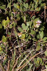 Silene grayi