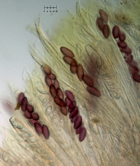 Ascobolus furfuraceus