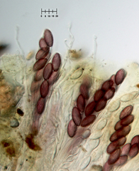 Ascobolus furfuraceus