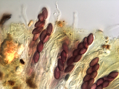 Ascobolus furfuraceus