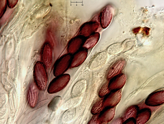 Ascobolus furfuraceus