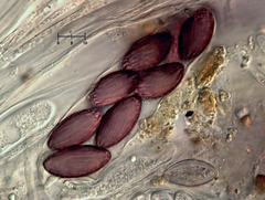 Ascobolus furfuraceus
