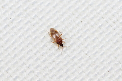 Amphiareus obscuriceps