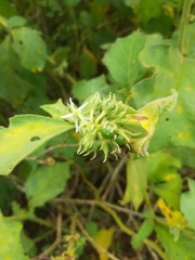 Solanum jamaicense