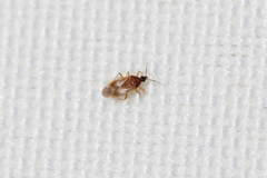 Amphiareus obscuriceps