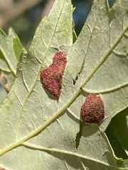 Eriophyes aceris