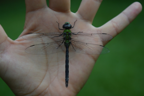 Amazon Darner