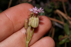 Silene grayi
