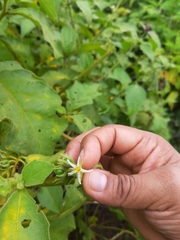 Solanum jamaicense