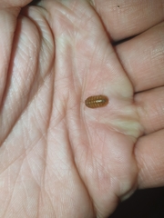 Armadillidium vulgare
