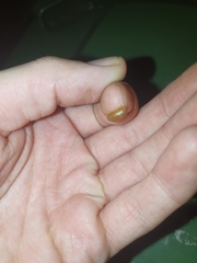 Armadillidium vulgare