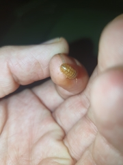 Armadillidium vulgare