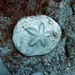 Flat Sea Biscuit - Photo (c) sea-kangaroo, some rights reserved (CC BY-NC-ND), uploaded by sea-kangaroo