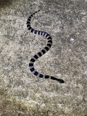 Bungarus fasciatus