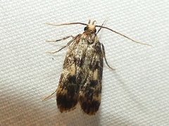 Martyringa latipennis