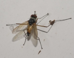 Cholomyia inaequipes