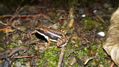 Epipedobates boulengeri