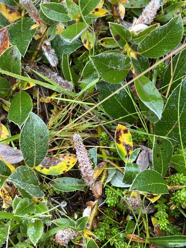 vŕba (Salix)