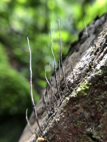 Xylaria filiformis