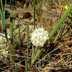 Lomandra leucocephala