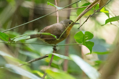Cercomacroides laeta