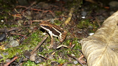 Epipedobates boulengeri