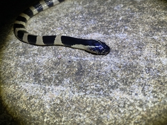 Bungarus fasciatus