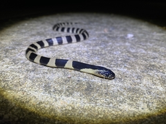 Bungarus fasciatus