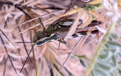 Chorthippus binotatus