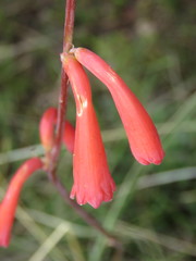 Polianthes graminifolia