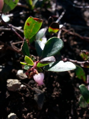 Arctostaphylos franciscana