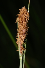 Carex scabriuscula