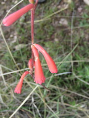 Polianthes graminifolia