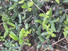 Doryopteris triphylla