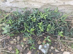 Doryopteris triphylla