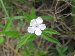 Priva grandiflora