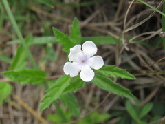 Priva grandiflora