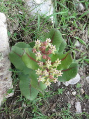 Asclepias jaliscana