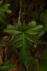 Philodendron pedatum