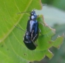Alticina