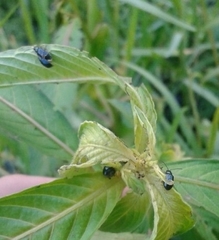 Alticina