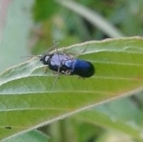 Alticina