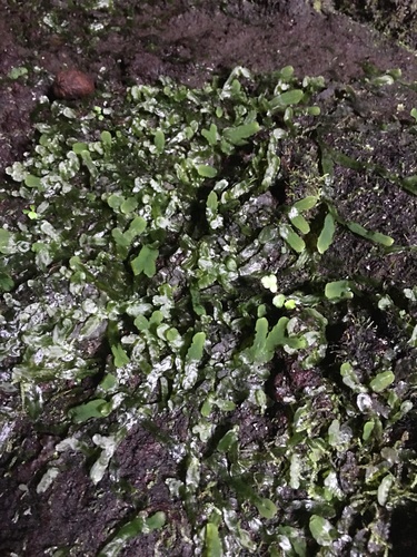 Dumortiera hirsuta observed 2021-08-03