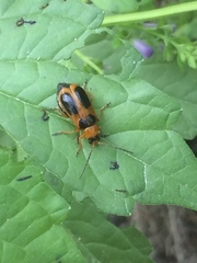 Phyllobrotica