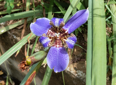 Trimezia coerulea