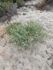 Cakile maritima integrifolia