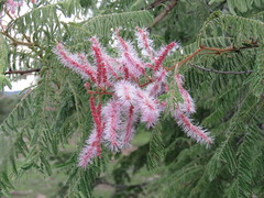 Mimosa benthamii