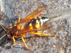 Sphecius speciosus