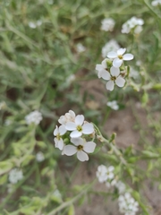 Cakile maritima integrifolia