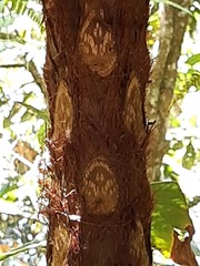 Cyathea squamipes
